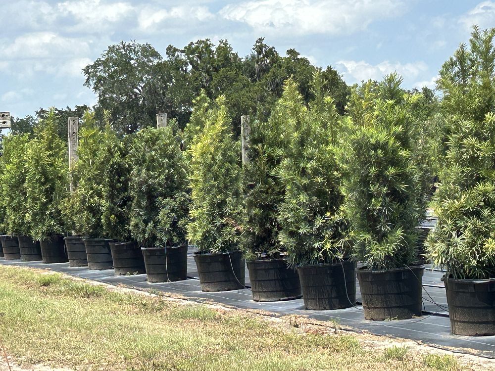 podocarpus-macrophyllus-japanese-yew