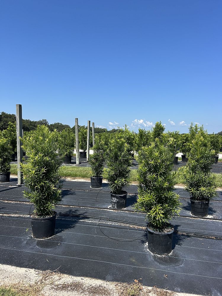podocarpus-macrophyllus-japanese-yew