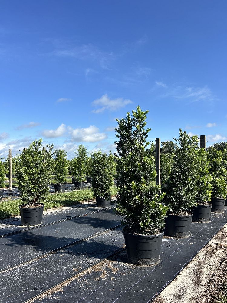 podocarpus-macrophyllus-japanese-yew