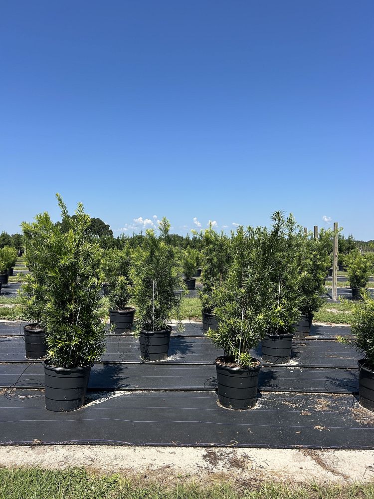 podocarpus-macrophyllus-japanese-yew