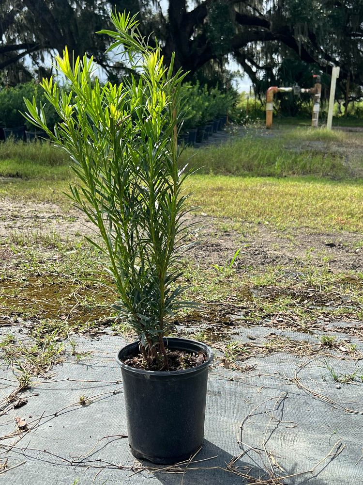 podocarpus-macrophyllus-japanese-yew