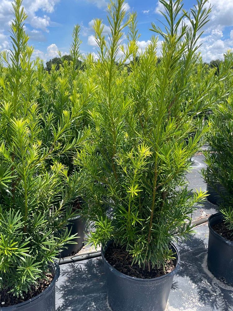 podocarpus-macrophyllus-japanese-yew