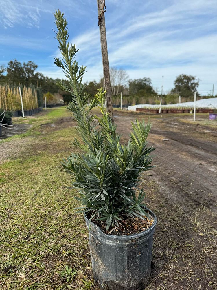 podocarpus-macrophyllus-pringles-japanese-yew