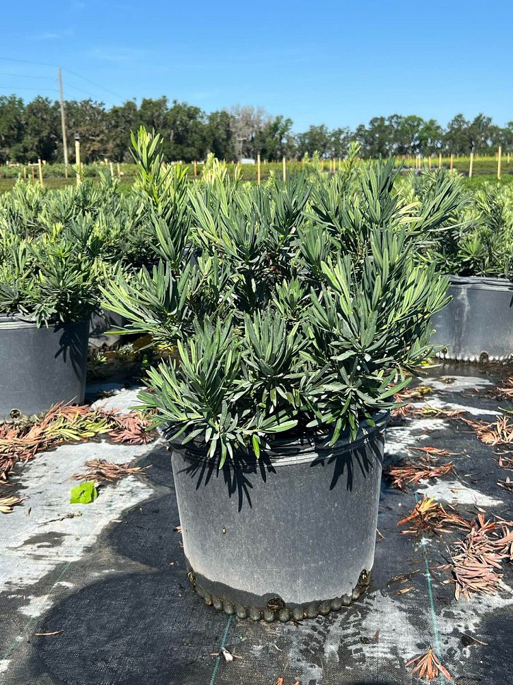 podocarpus-macrophyllus-pringles-japanese-yew