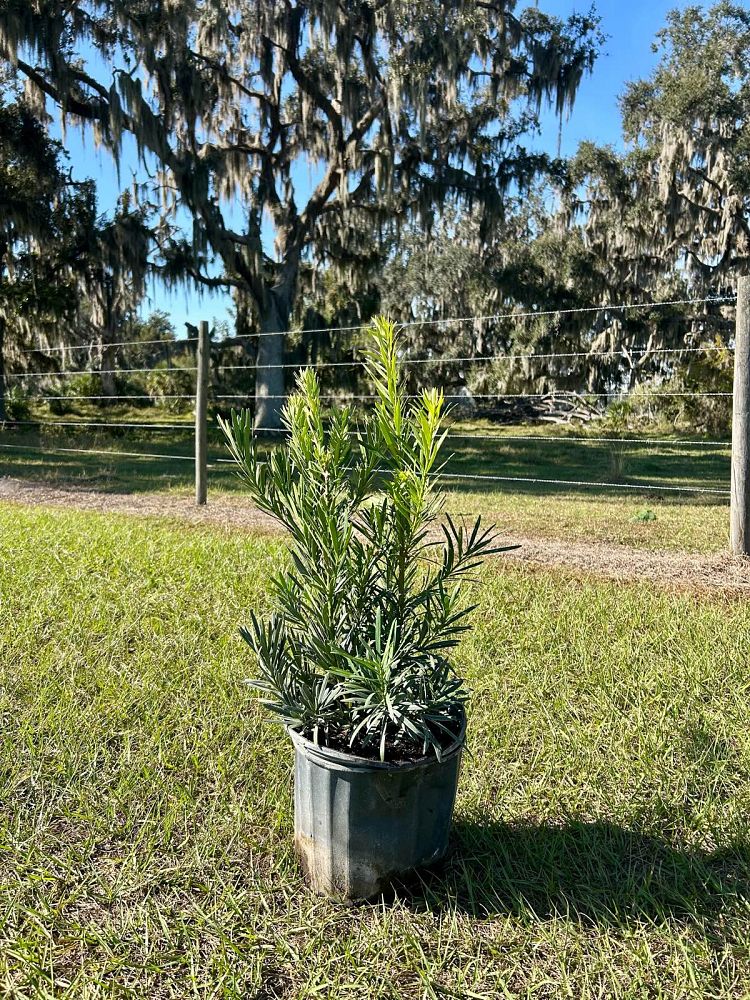 podocarpus-macrophyllus-pringles-japanese-yew