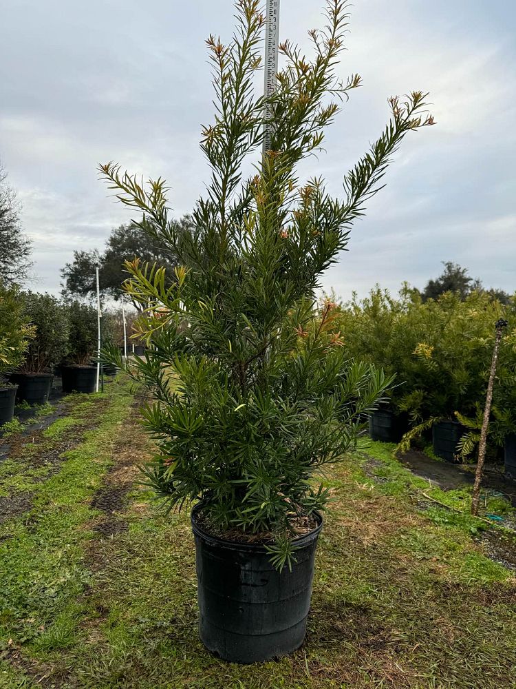 podocarpus-macrophyllus-sosa-mood-ring-reg-podocarpus