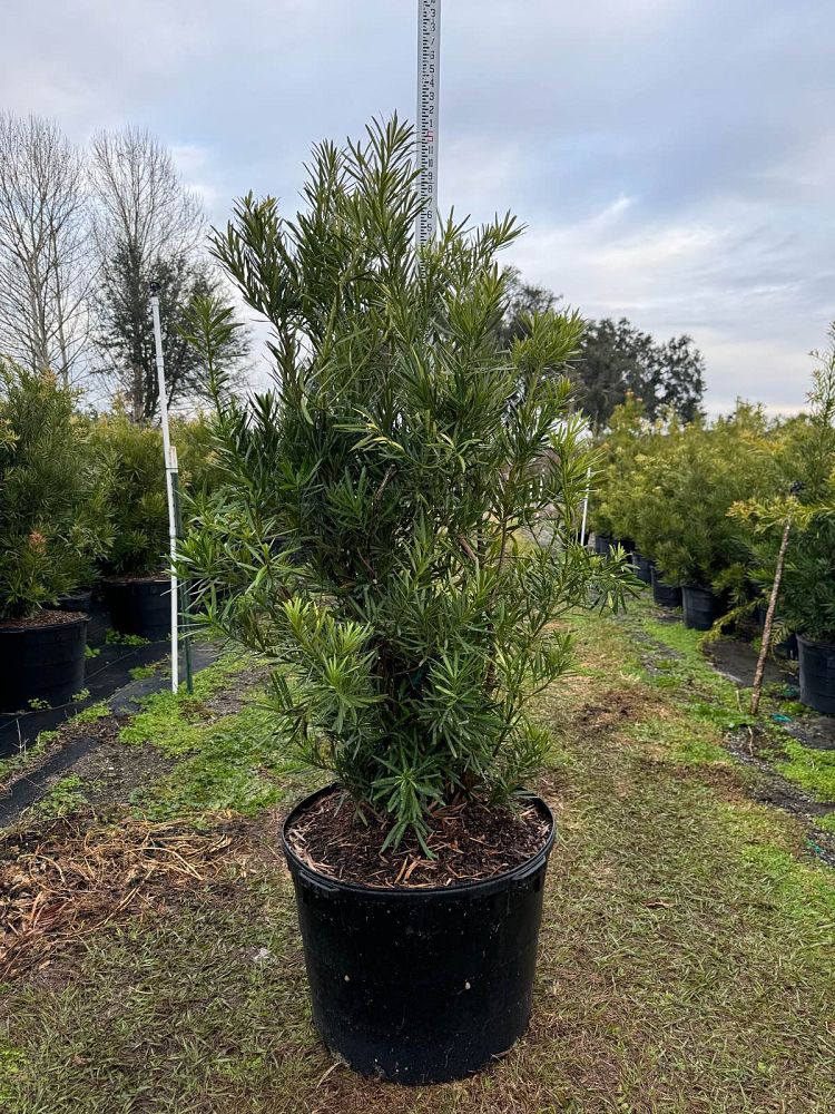 podocarpus-macrophyllus-sosa-mood-ring-reg-podocarpus