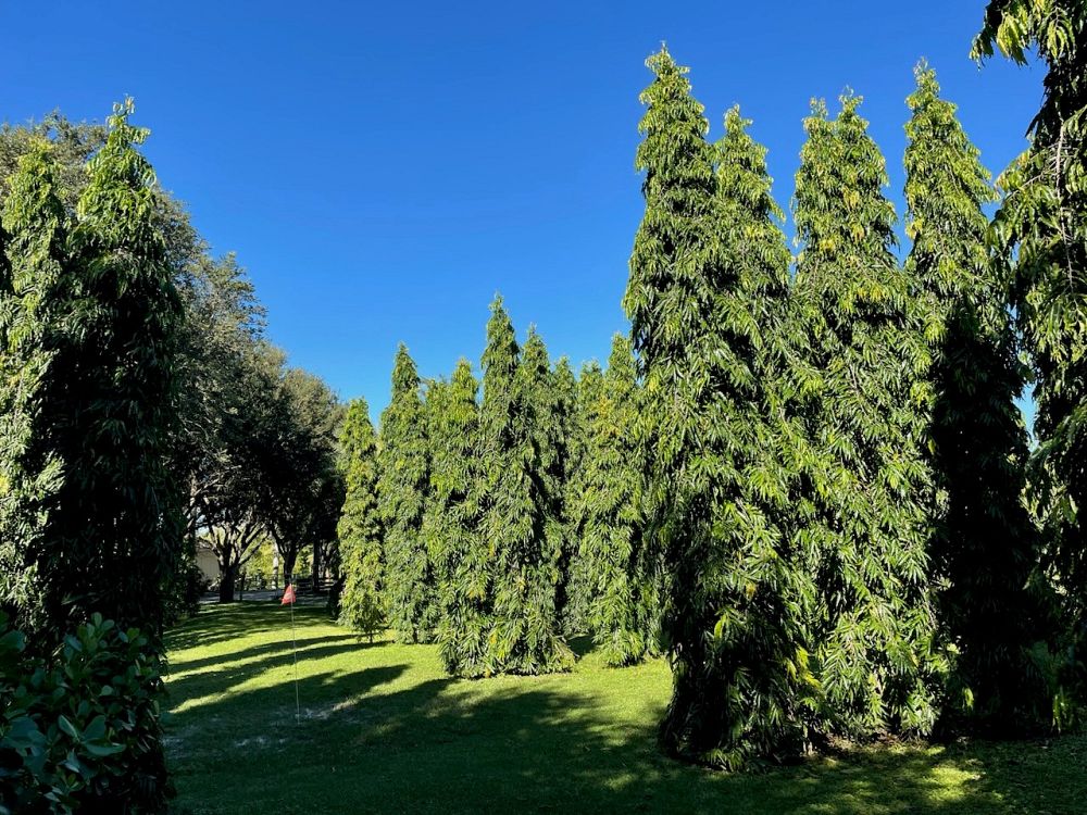 polyalthia-longifolia-pendula-mast-tree-false-ashoka-tree-sorrowless-tree