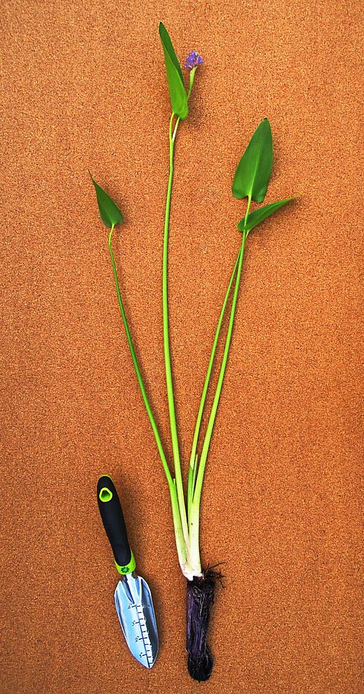 pontederia-cordata-pickerel-weed