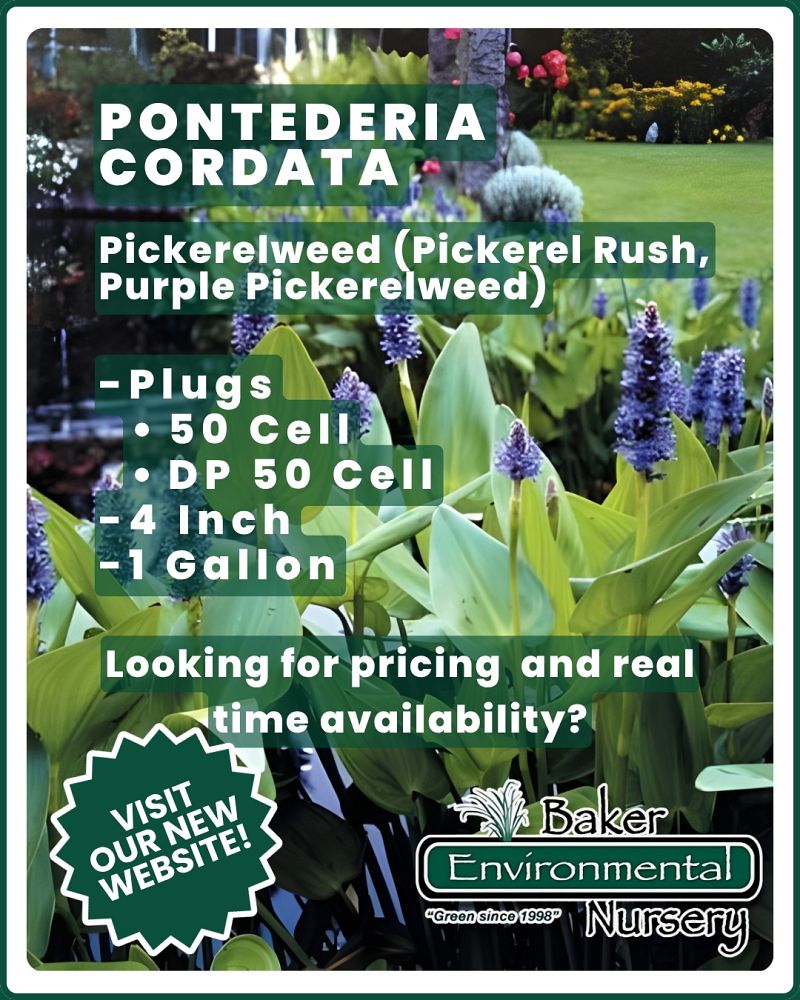 pontederia-cordata-pickerel-weed