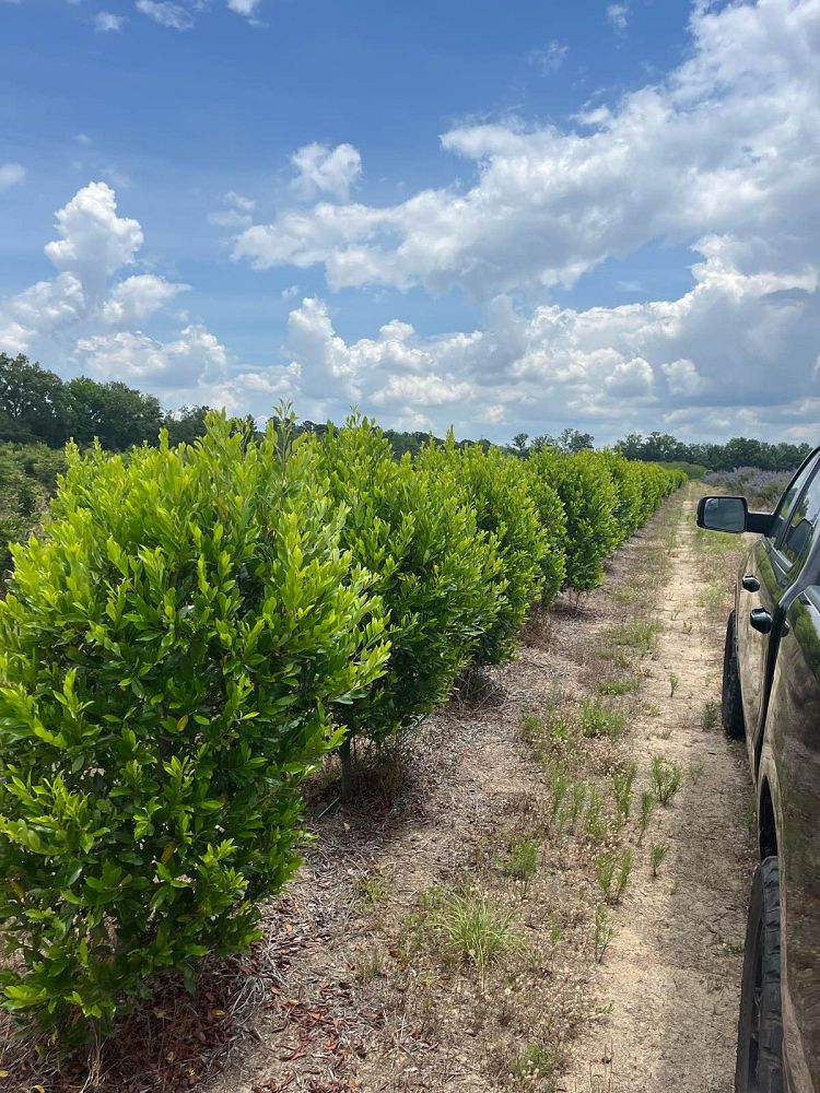 prunus-caroliniana-carolina-cherry-laurel