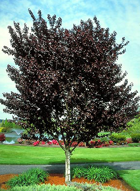 prunus-cerasifera-thundercloud-purple-leaf-cherry-plum