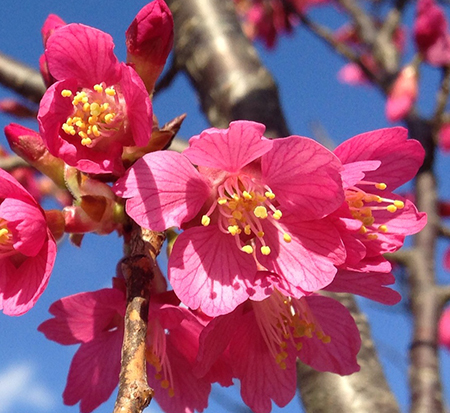 prunus-first-lady-flowering-cherry-first-lady