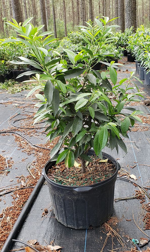 prunus-laurocerasus-west-coast-schipkaensis-english-laurel-cherry-laurel