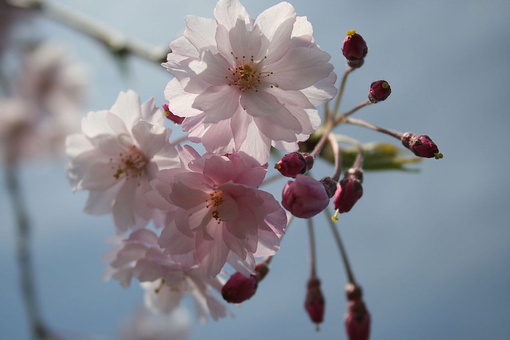 prunus-subhirtella-pendula-higan-cherry-japanese-weeping-cherry