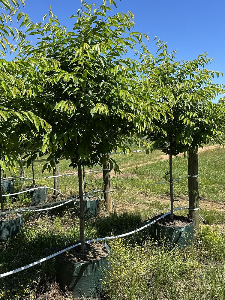 prunus-yedoensis-akebono-yoshino-cherry