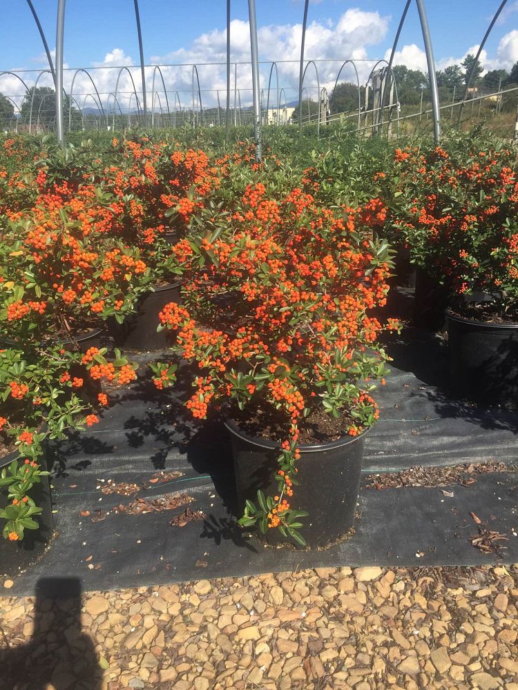 pyracantha-mohave-firethorn