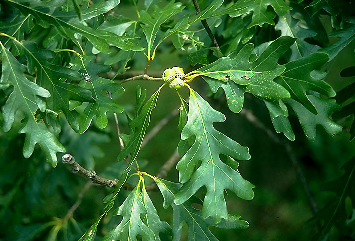 quercus-alba-white-oak-tree