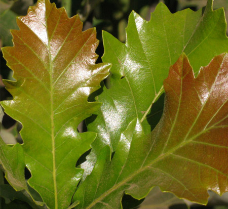 quercus-bicolor-bonnie-and-mike-beacon-reg-oak