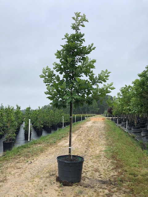quercus-bicolor-swamp-white-oak