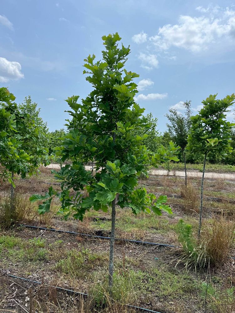 quercus-bicolor-swamp-white-oak