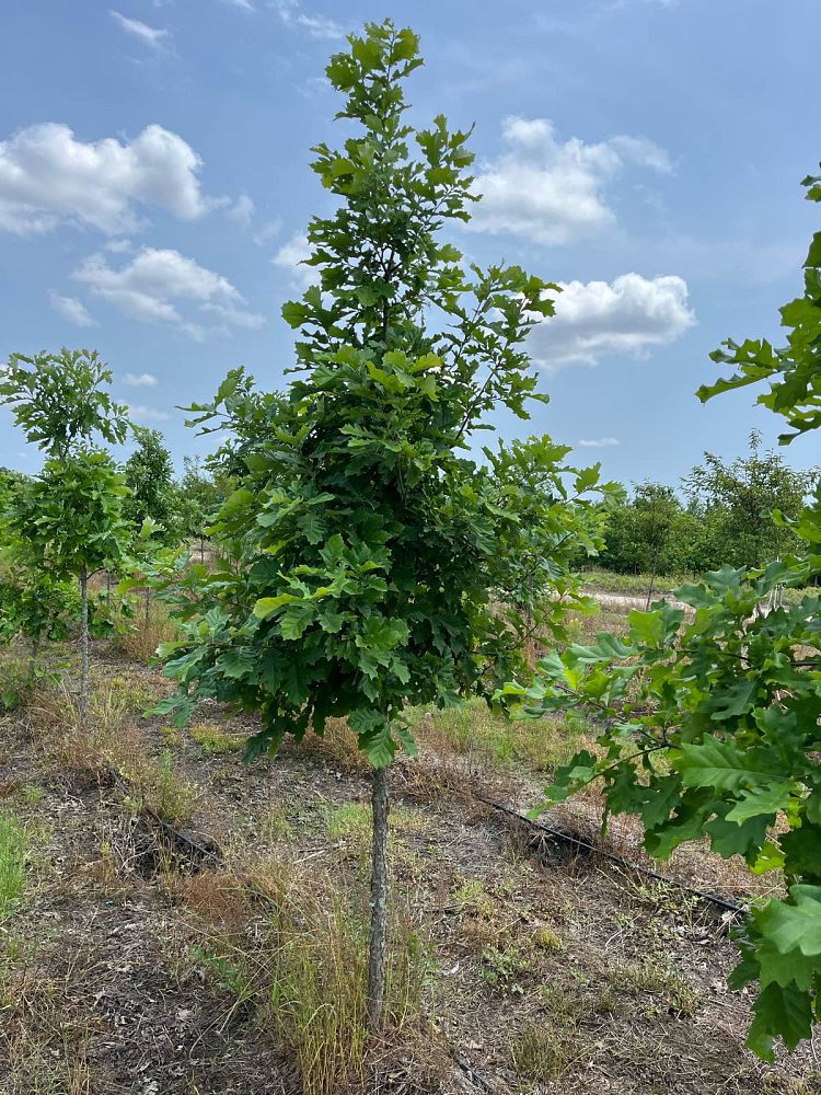 quercus-bicolor-swamp-white-oak