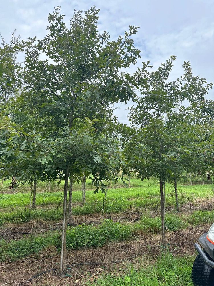 quercus-falcata-pagodifolia-cherrybark-oak