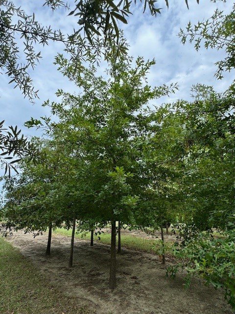 quercus-palustris-pin-oak