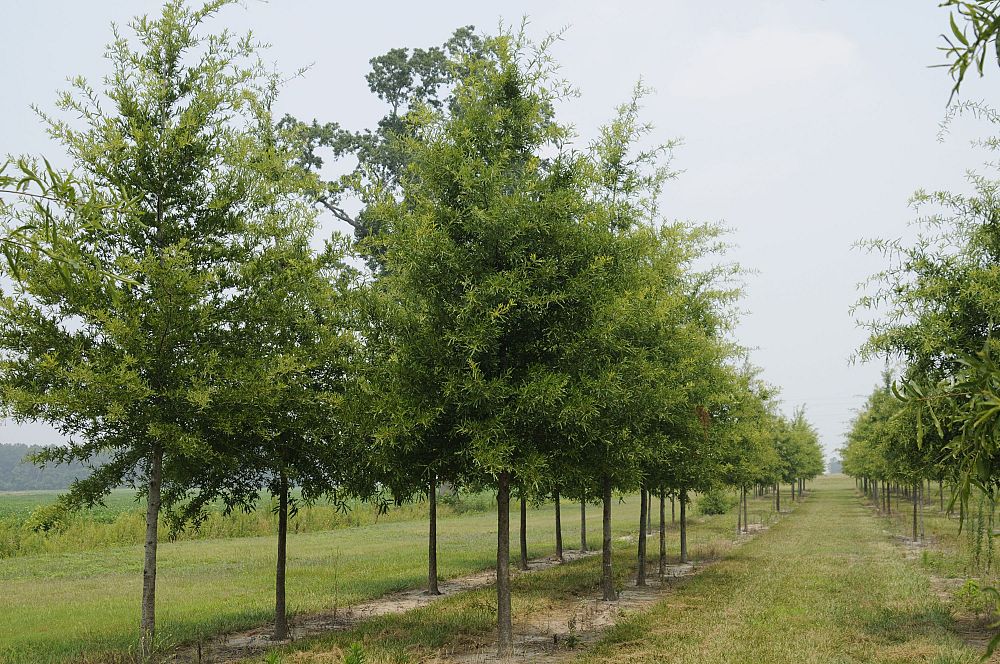 quercus-phellos-willow-oak