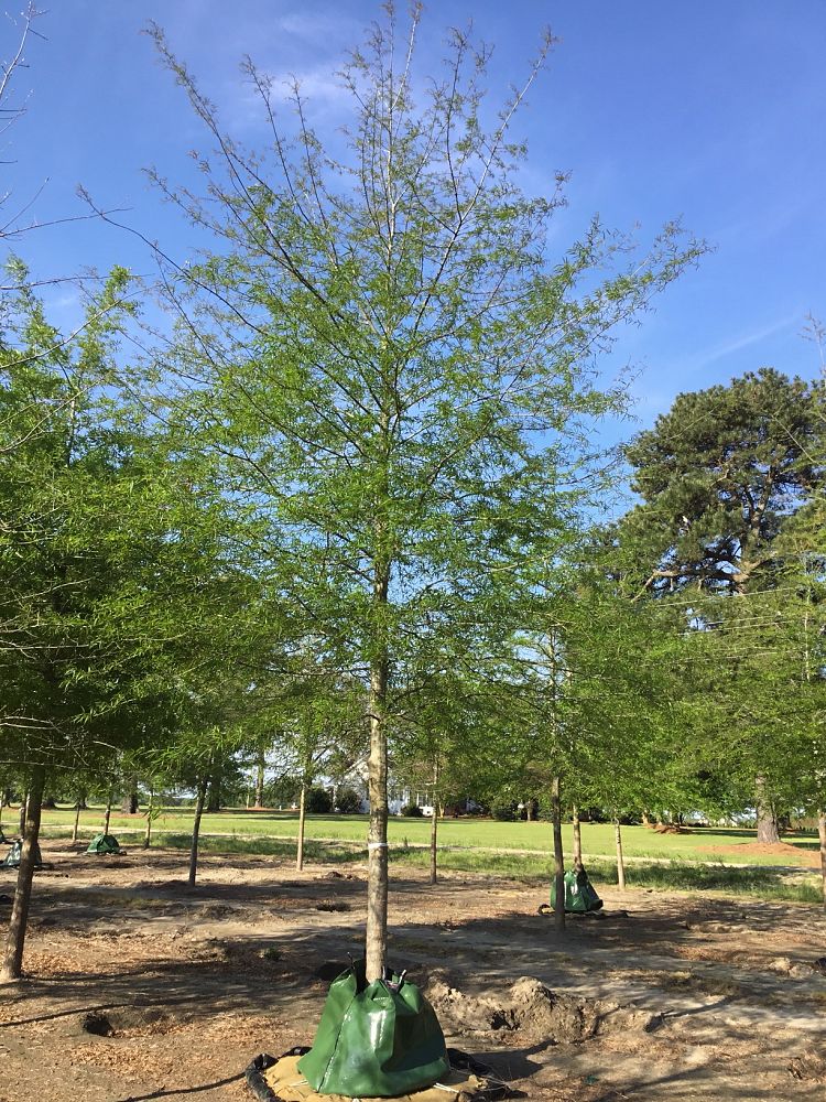 quercus-phellos-willow-oak