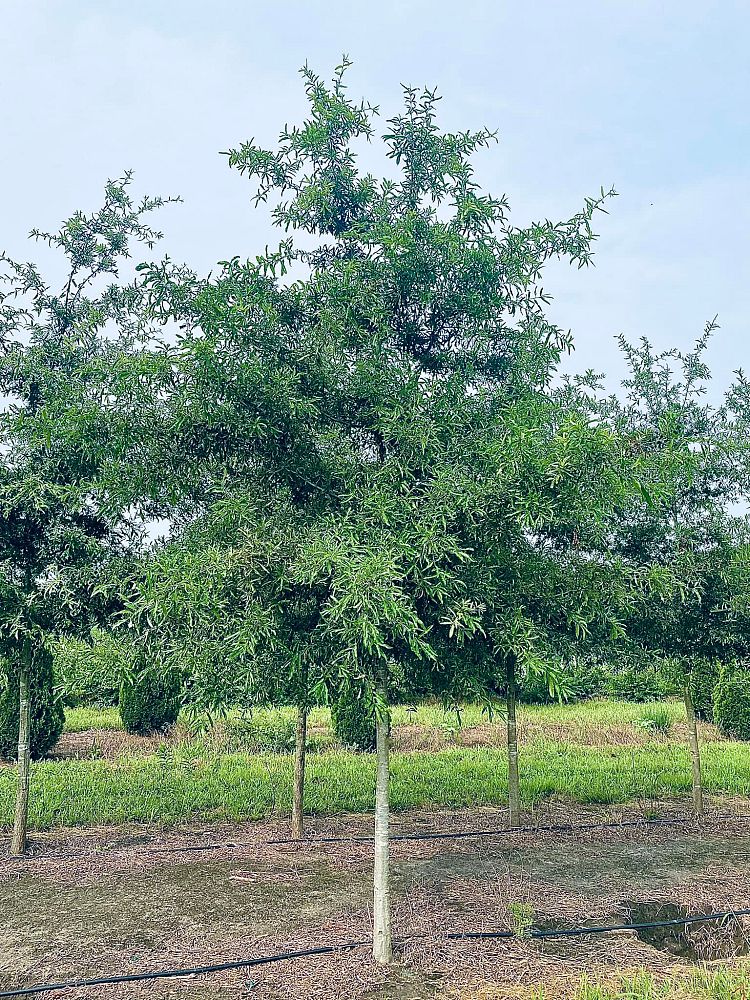 quercus-phellos-willow-oak