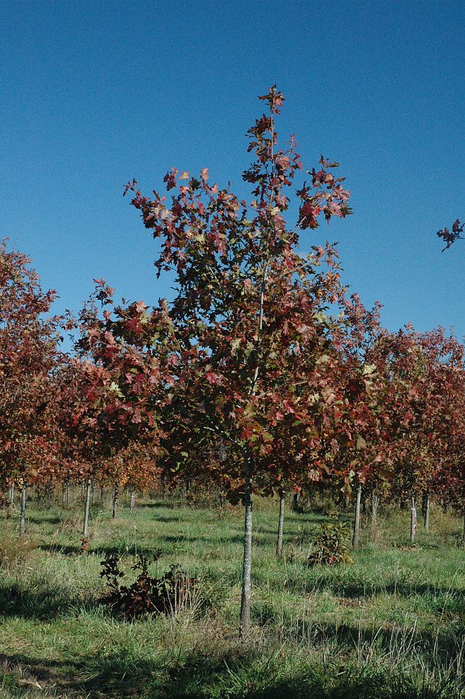 quercus-rubra-northern-red-oak-quercus-borealis