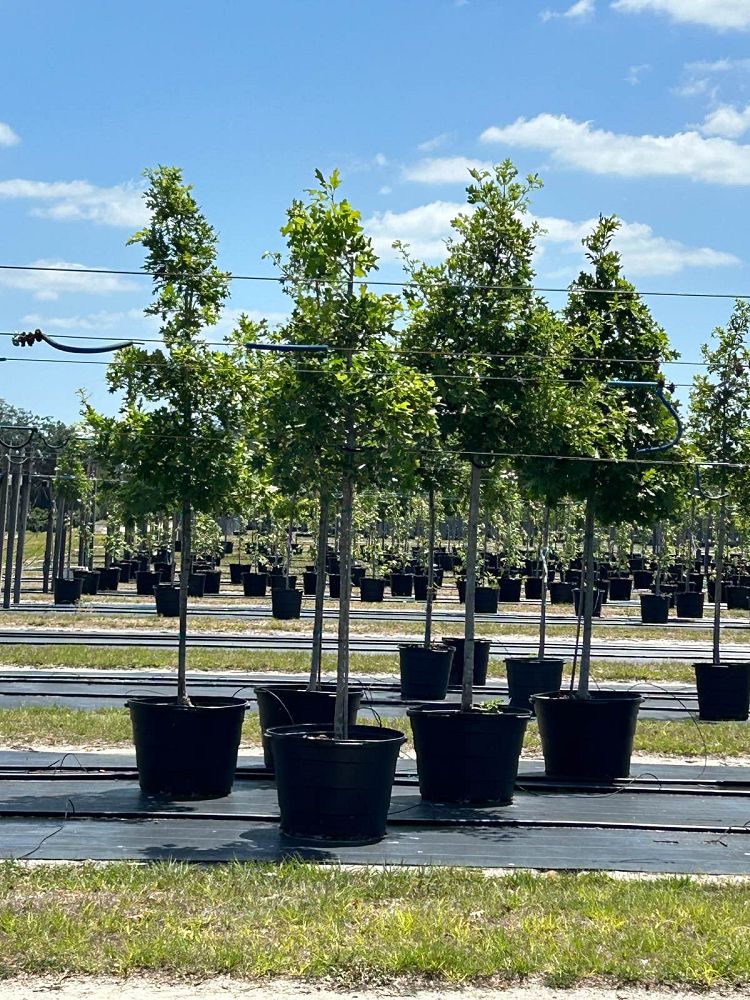 quercus-shumardii-shumard-red-oak