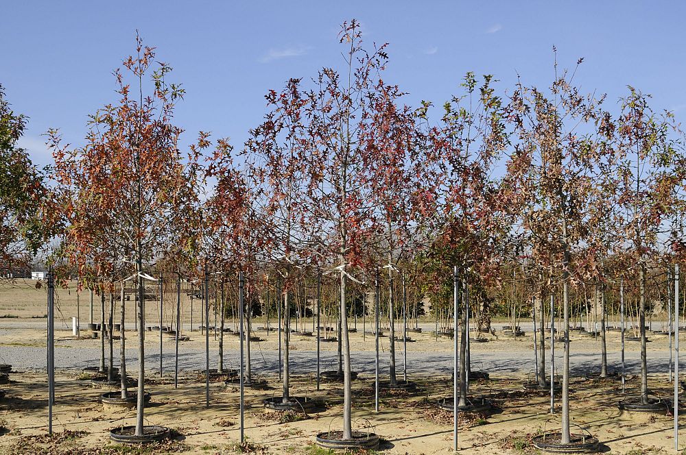 quercus-texana-nuttall-oak-quercus-nuttallii