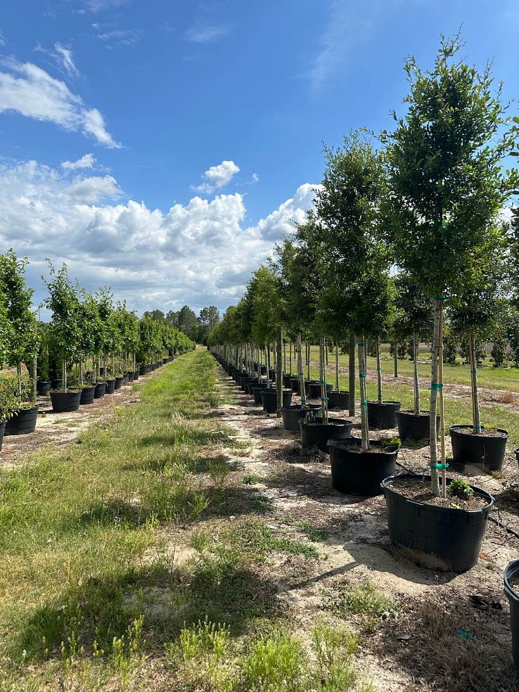 quercus-virginiana-live-oak-southern-oak-tree