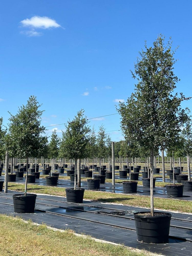 quercus-virginiana-live-oak-southern-oak-tree