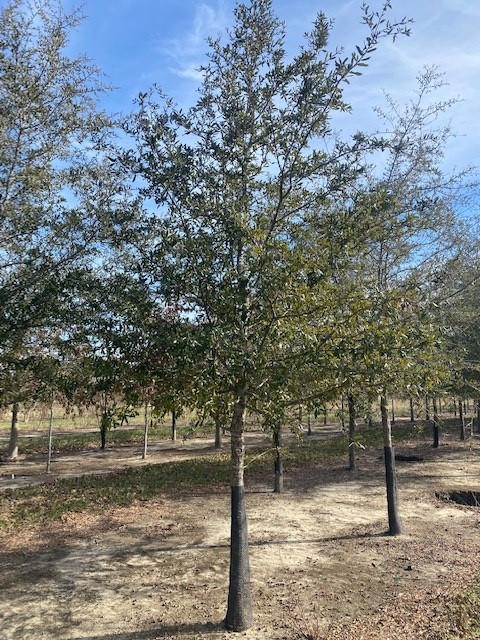 quercus-virginiana-live-oak-southern-oak-tree