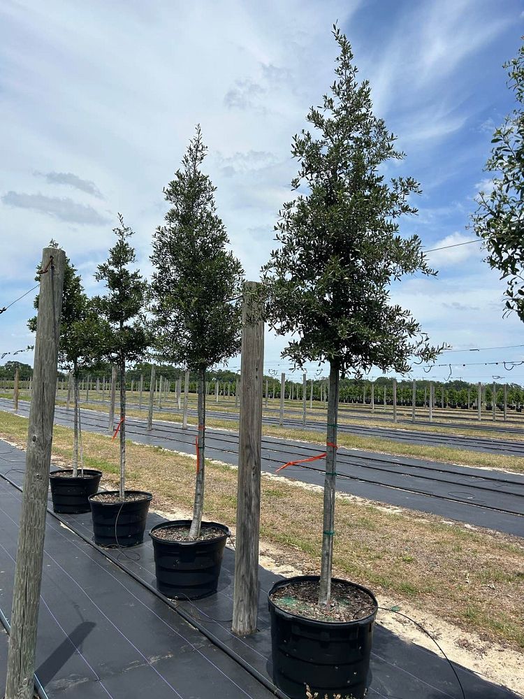 quercus-virginiana-live-oak-southern-oak-tree