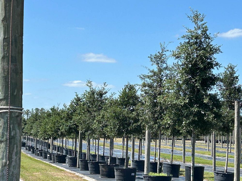 quercus-virginiana-live-oak-southern-oak-tree
