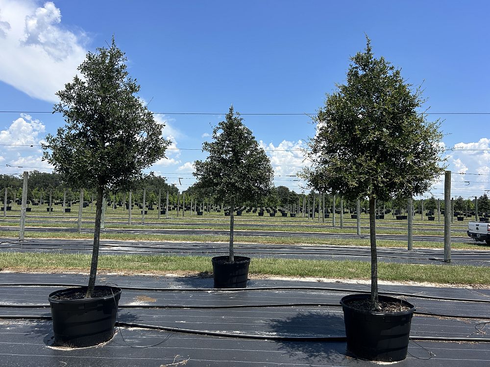 quercus-virginiana-live-oak-southern-oak-tree