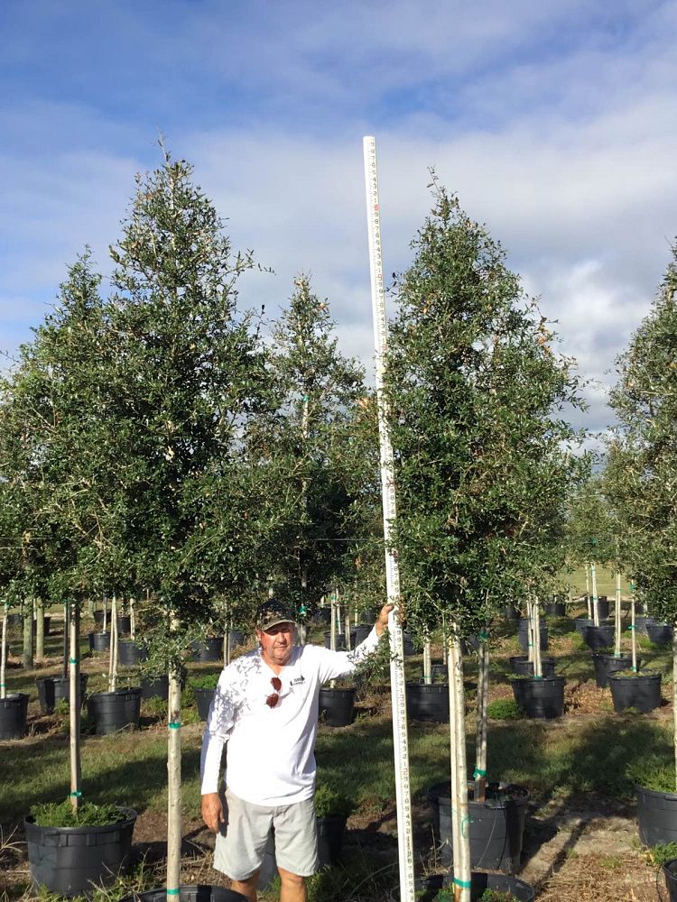 quercus-virginiana-live-oak-southern-oak-tree