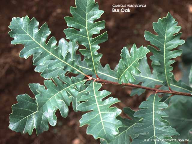 quercus-x-macdanielli-clemons-clemons-heritage-oak
