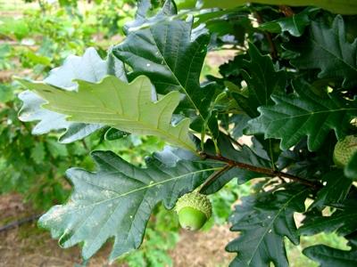 quercus-x-warei-long-hybrid-live-oak-regal-prince-quercus-robur-x-bicolor
