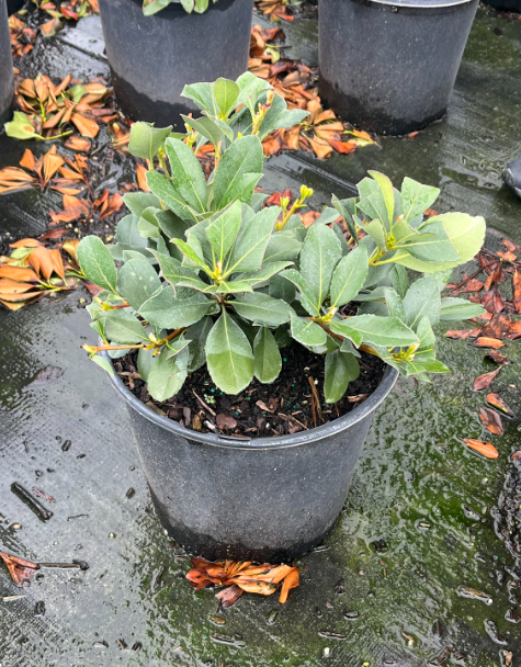rhaphiolepis-indica-indian-hawthorn