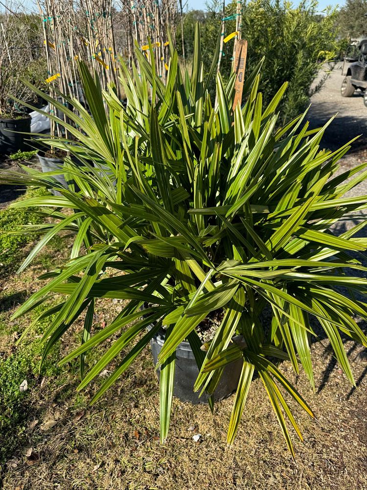 rhapidophyllum-hystrix-needle-palm