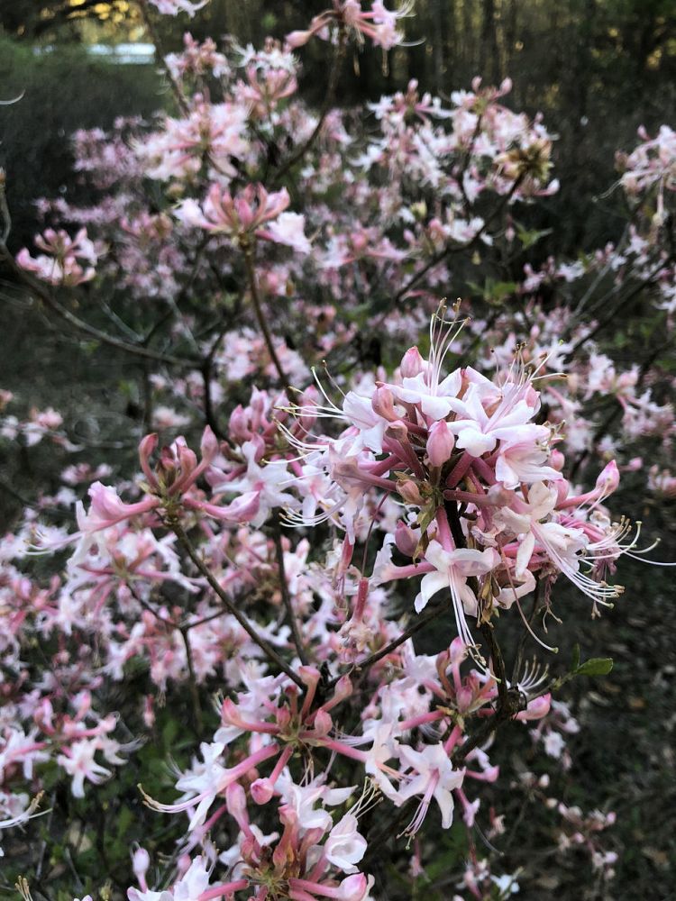 rhododendron-canescens-piedmont-pink-florida-pinxter-azalea-sweet-mountain-azalea-wild-azalea-wild-honeysuckle-piedmont-azalea