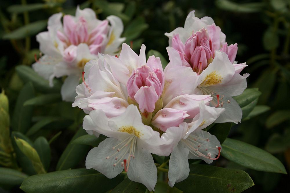 rhododendron-catawbiense-album