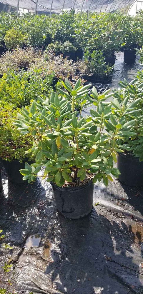 rhododendron-catawbiense-english-roseum