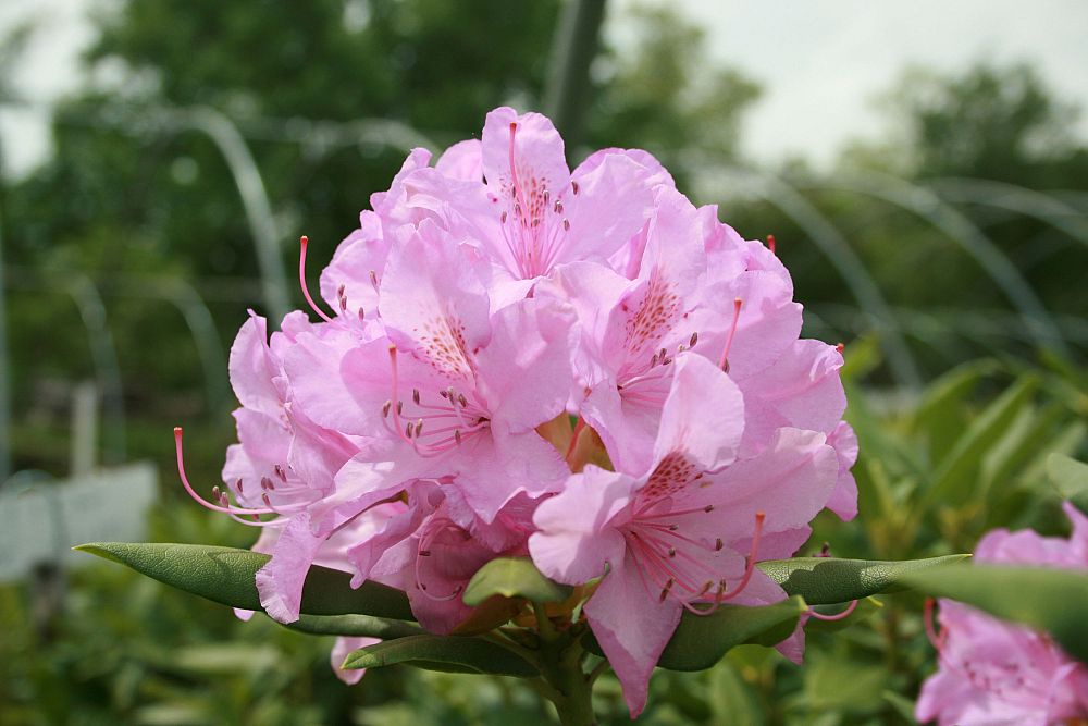 rhododendron-catawbiense-roseum-pink