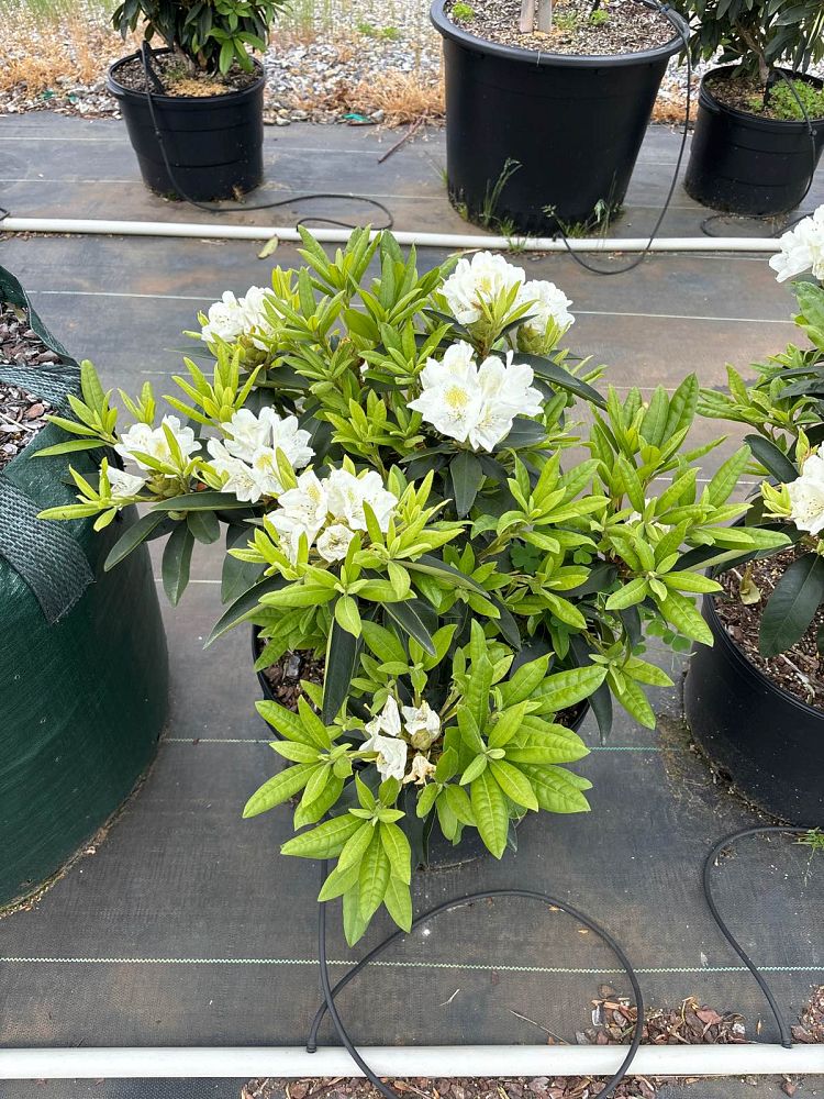 rhododendron-chionoides-chionoides-rhododendron